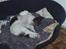 Engelsk springer spaniel Abilds Albert (Asger)