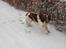 Engelsk springer spaniel Abilds Albert (Asger)
