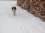 Engelsk springer spaniel Abilds Albert (Asger)
