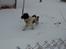 Engelsk springer spaniel Abilds Albert (Asger)