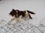 Engelsk springer spaniel Abilds Albert (Asger)