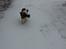 Engelsk springer spaniel Abilds Albert (Asger)