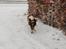 Engelsk springer spaniel Abilds Albert (Asger)