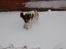 Engelsk springer spaniel Abilds Albert (Asger)