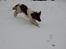 Engelsk springer spaniel Abilds Albert (Asger)
