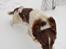 Engelsk springer spaniel Abilds Albert (Asger)