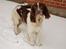 Engelsk springer spaniel Abilds Albert (Asger)