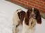 Engelsk springer spaniel Abilds Albert (Asger)