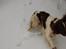 Engelsk springer spaniel Abilds Albert (Asger)