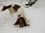 Engelsk springer spaniel Abilds Albert (Asger)