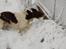 Engelsk springer spaniel Abilds Albert (Asger)