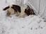 Engelsk springer spaniel Abilds Albert (Asger)
