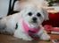 Malteser Cleo (15,5 år)