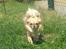 Chihuahua Tilde