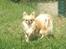Chihuahua Tilde