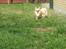 Chihuahua Tilde