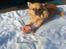 Chihuahua Tilde