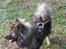Eurasier DaQeLa's Kas Kas... (Kassi....død 23/3-2020) - 3 år