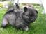 Eurasier DaQeLa's Kas Kas... (Kassi....død 23/3-2020) - 5 uger