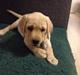 Labrador retriever Cocio - Halfdan's blue mama vodka