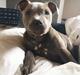 Staffordshire bull terrier Enchanting Ice Queen (Lucca)