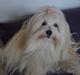 Coton de tulear Daisy