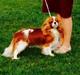 Cavalier king charles spaniel Murnley´s Bijou Avenue - Bijou