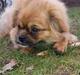 Tibetansk spaniel Chiko.