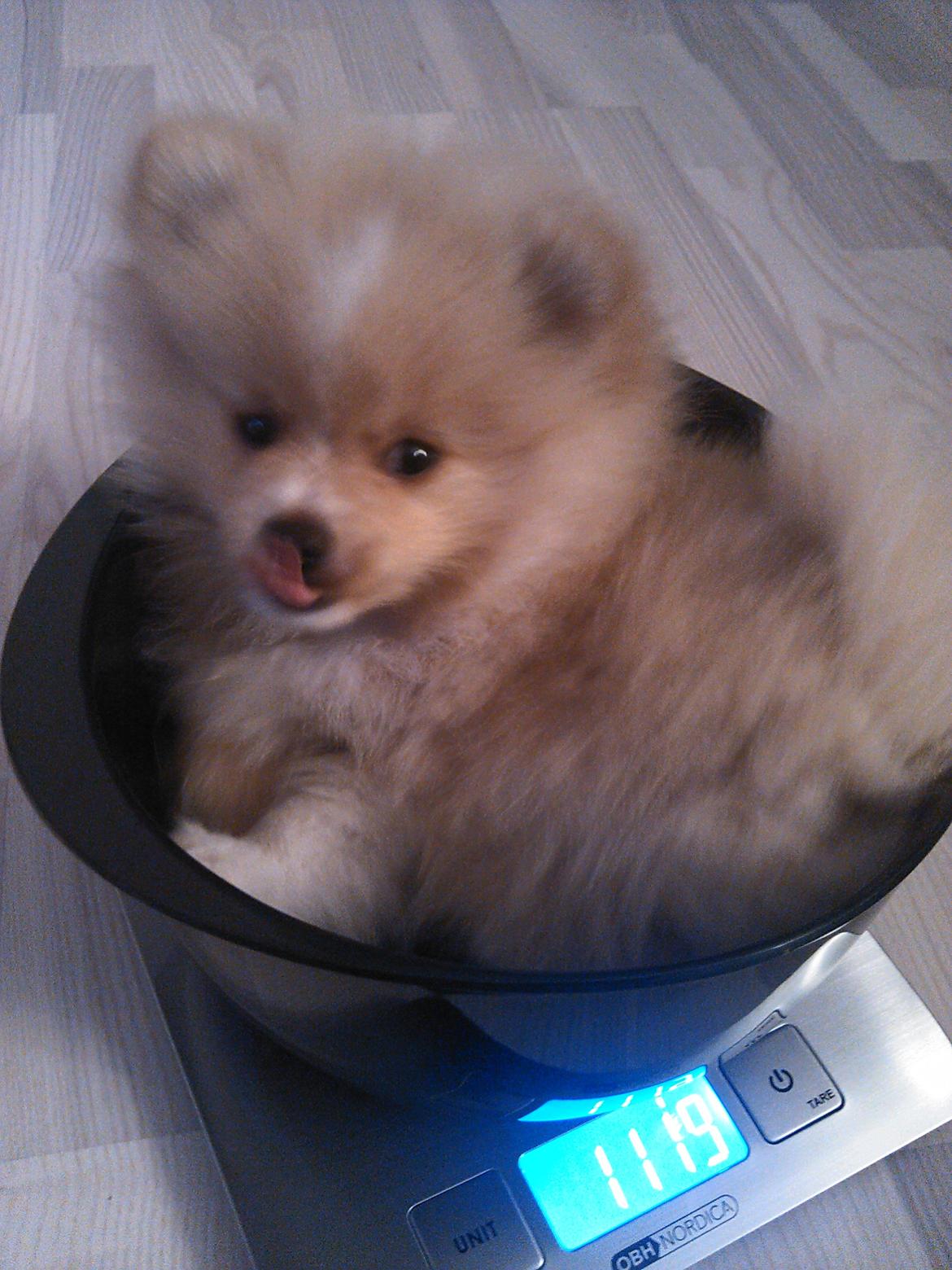 Pomeranian Cleo - Cleo 65 dage gammel. 1. vejning billede 14