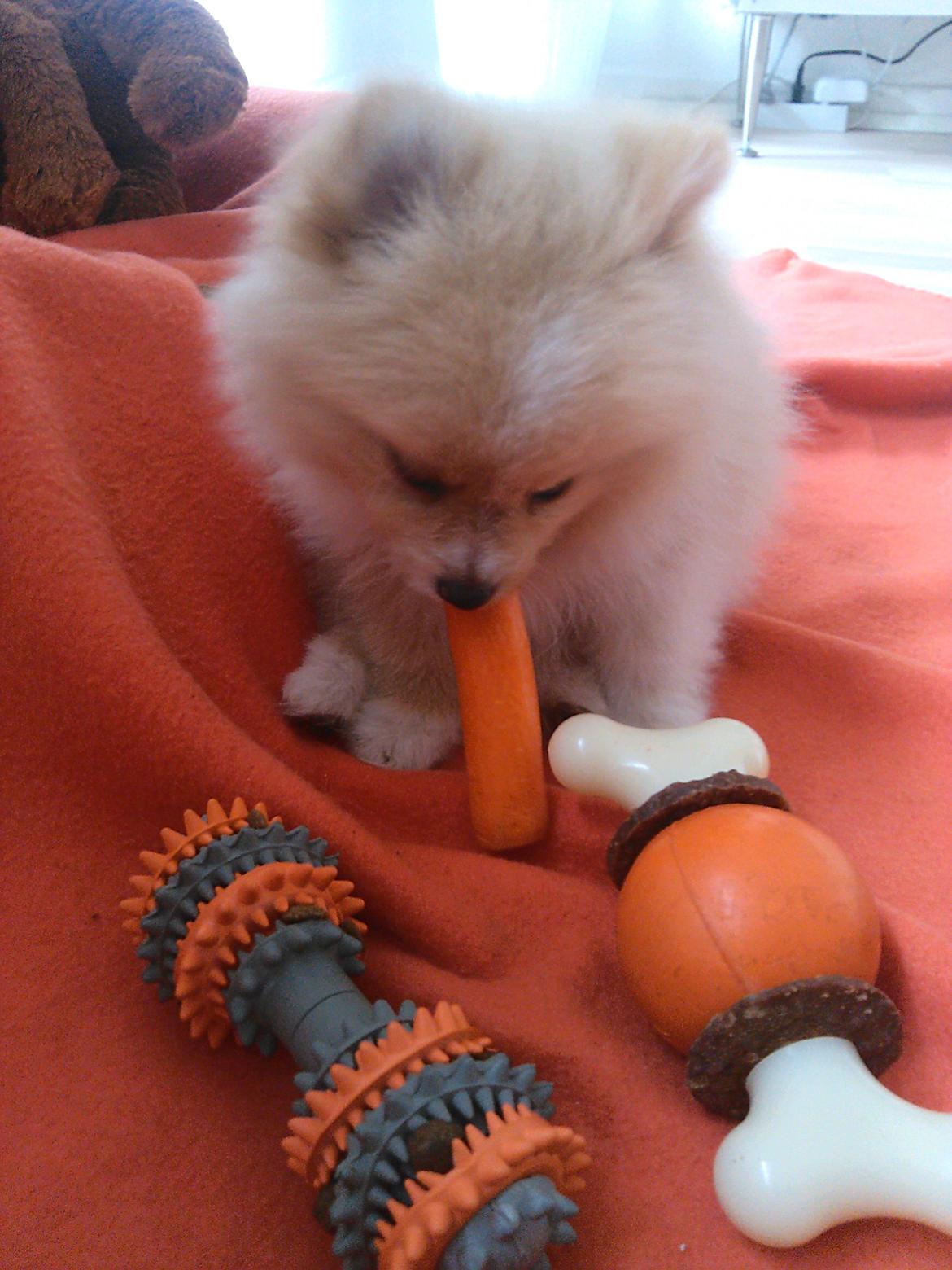 Pomeranian Cleo - Cleo 66 dage gammel billede 15