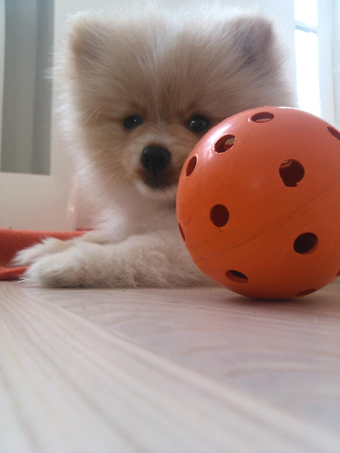 Pomeranian Cleo - Cleo 66 dage gammel billede 16