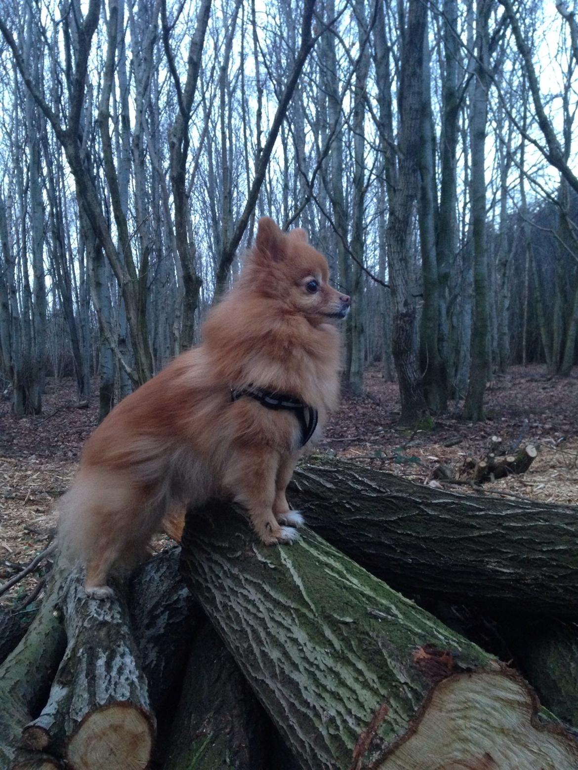 Pomeranian Bonnie billede 1