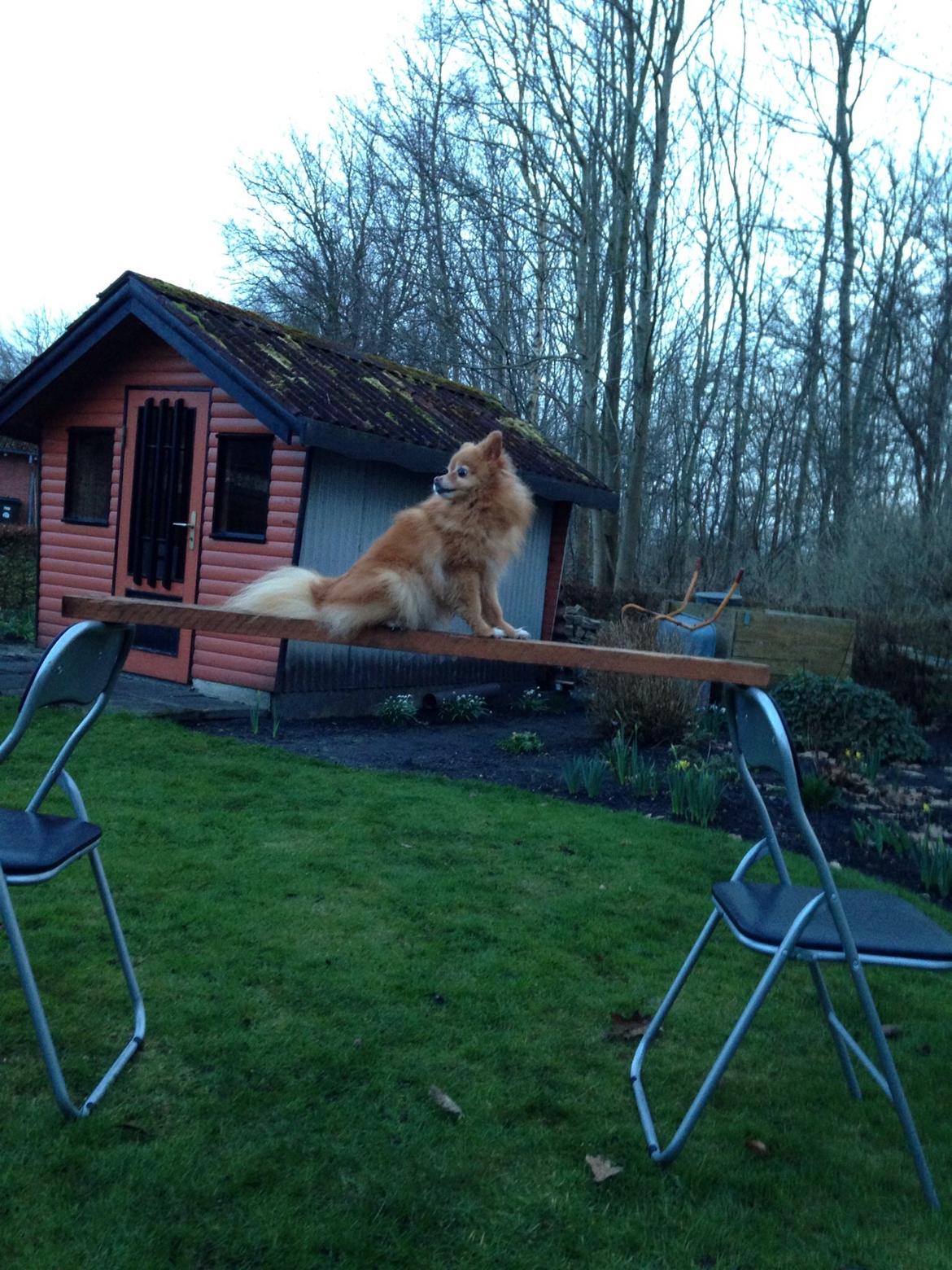 Pomeranian Bonnie billede 2