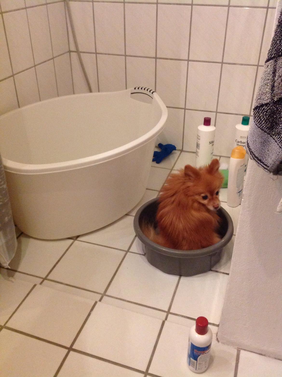 Pomeranian Bonnie billede 5