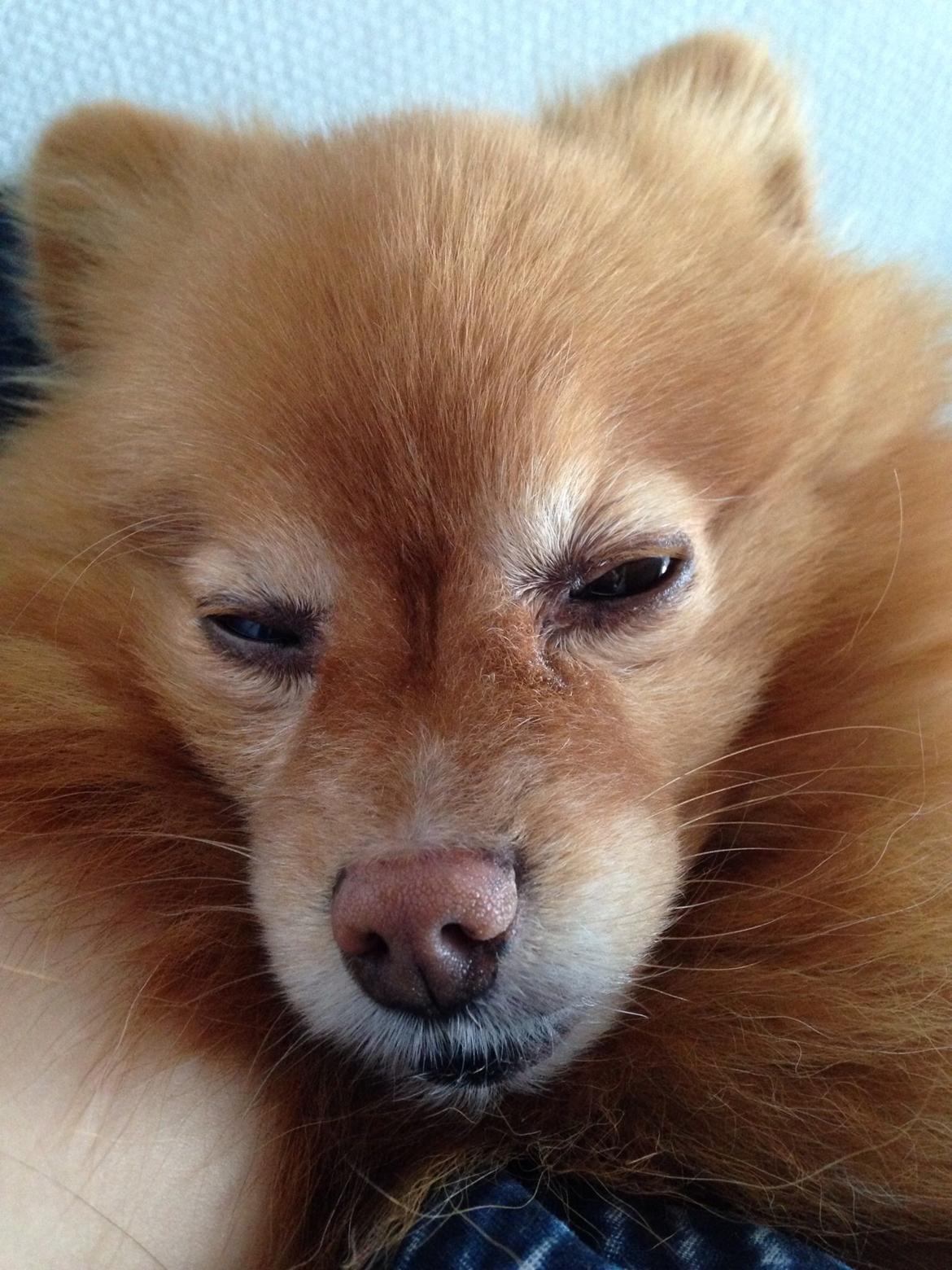 Pomeranian Bonnie billede 6