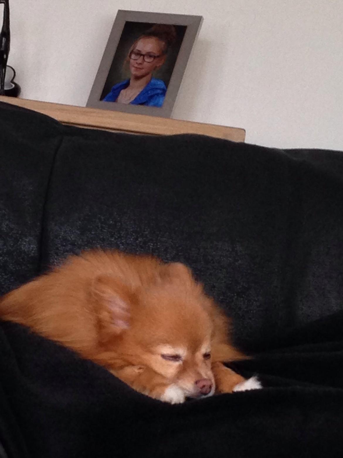 Pomeranian Bonnie billede 7