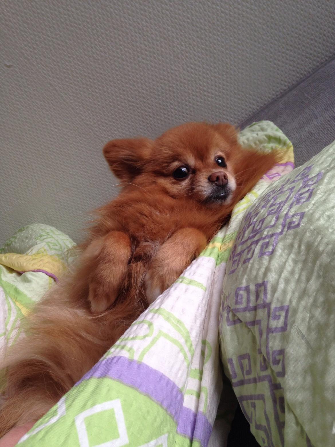 Pomeranian Bonnie billede 9