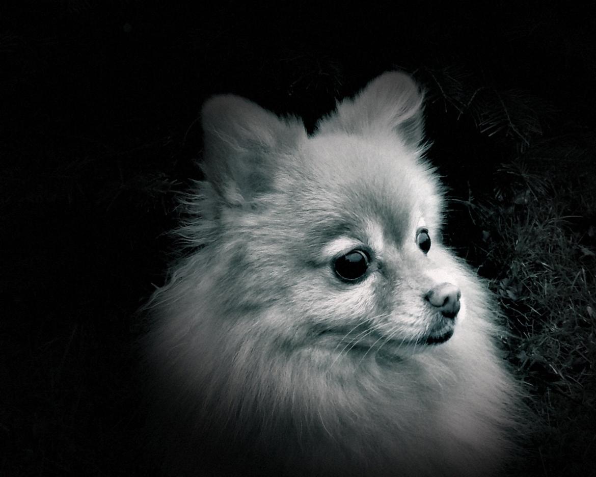 Pomeranian Bonnie billede 14