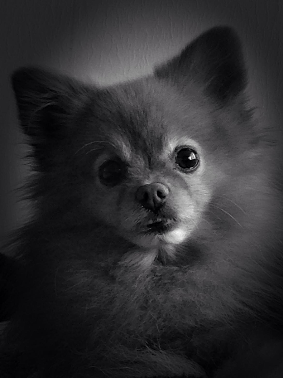 Pomeranian Bonnie billede 15