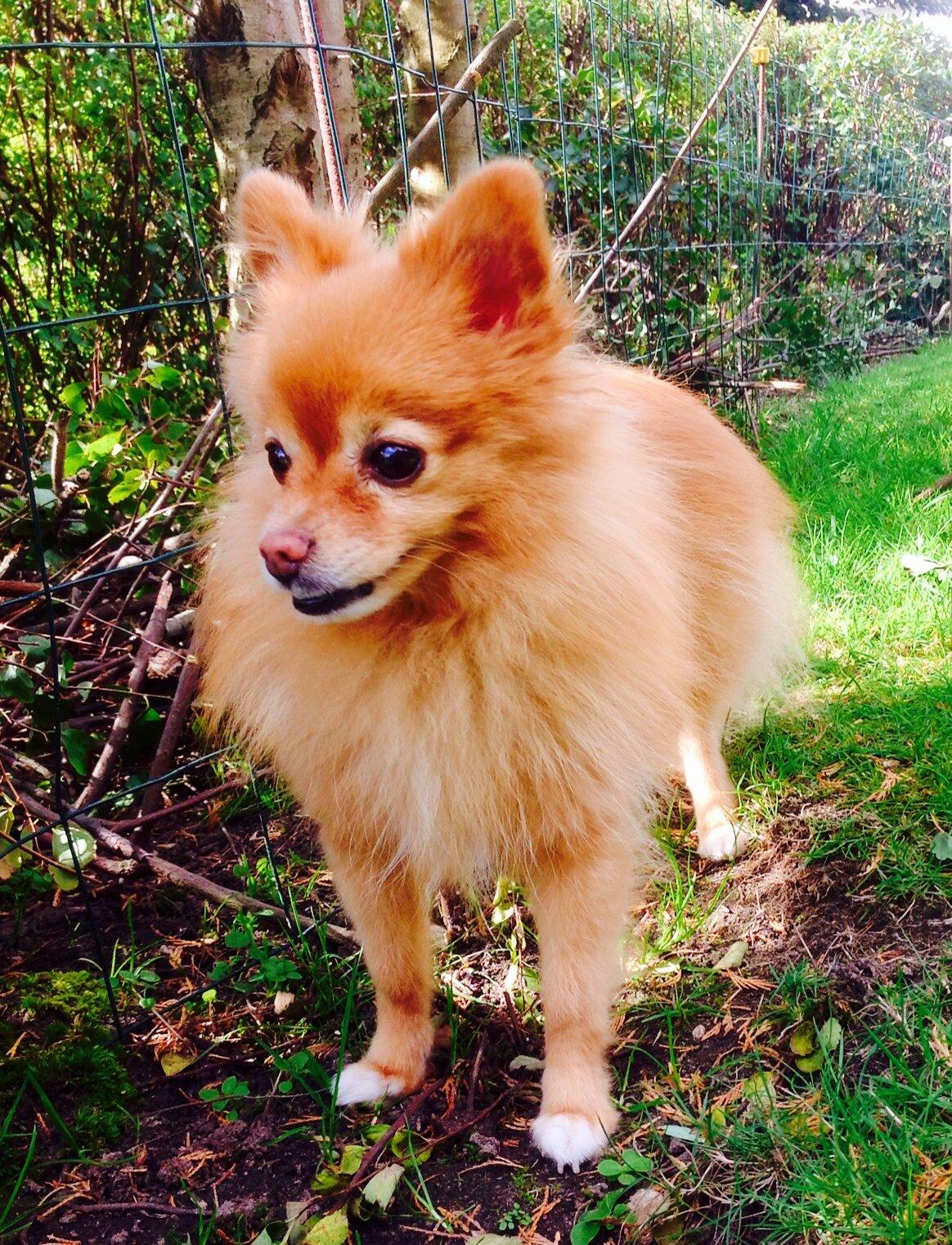 Pomeranian Bonnie billede 17