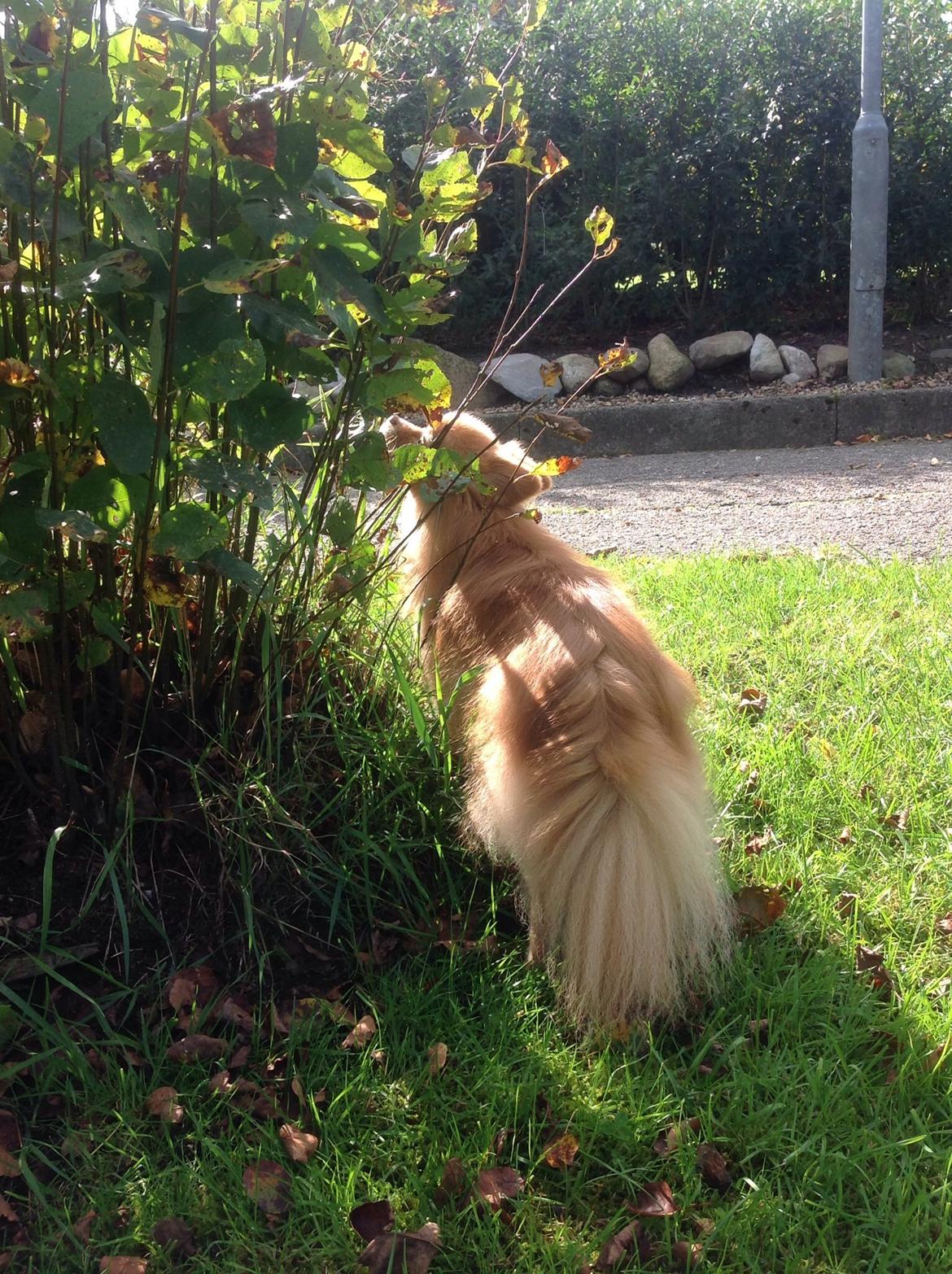 Pomeranian Bonnie billede 18