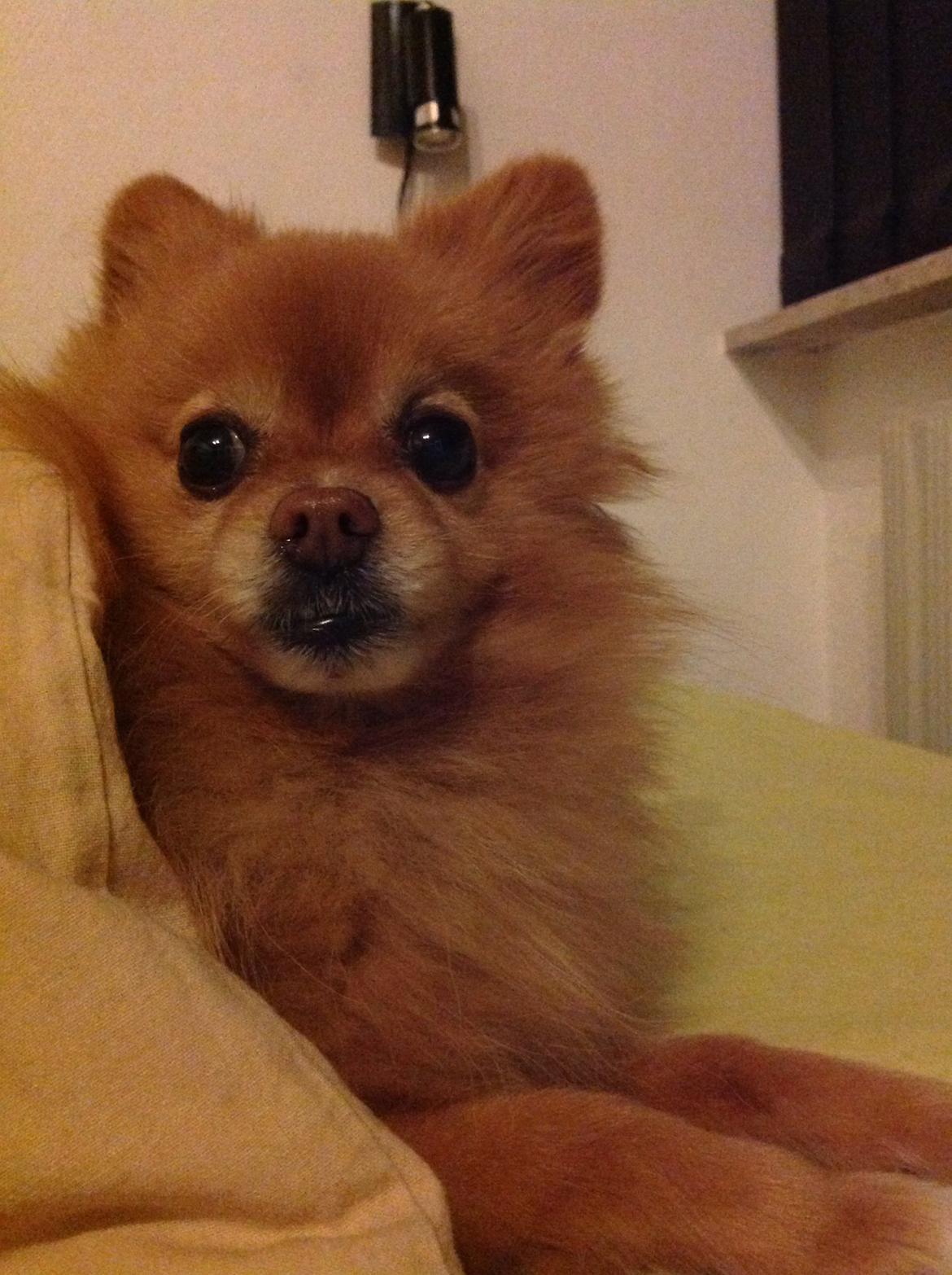 Pomeranian Bonnie billede 19