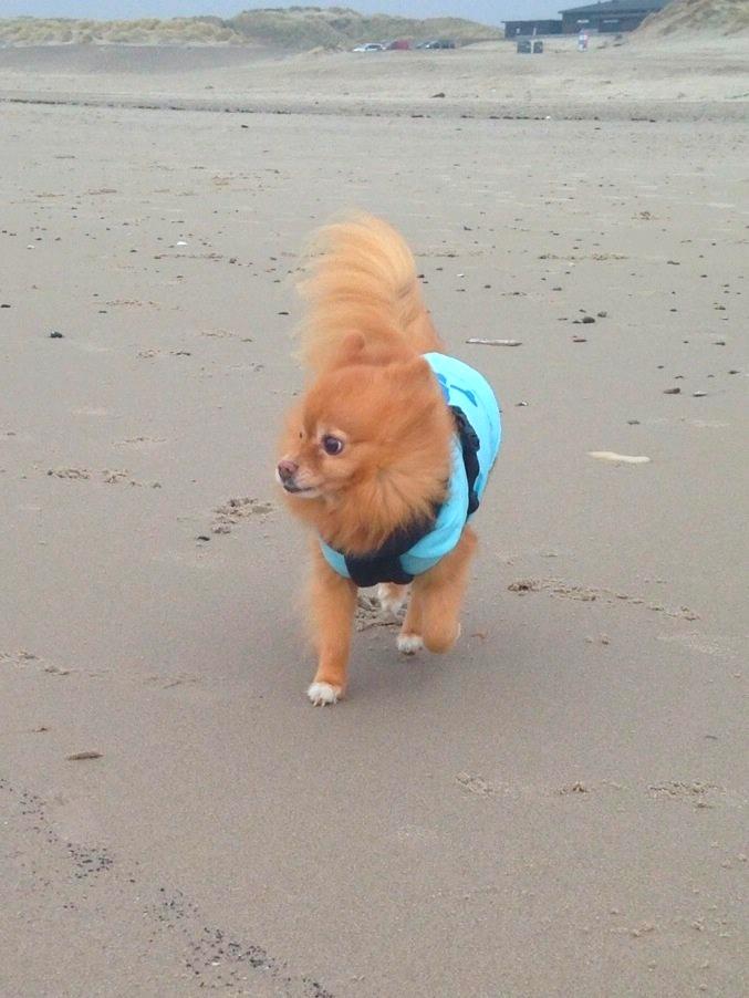 Pomeranian Bonnie billede 12