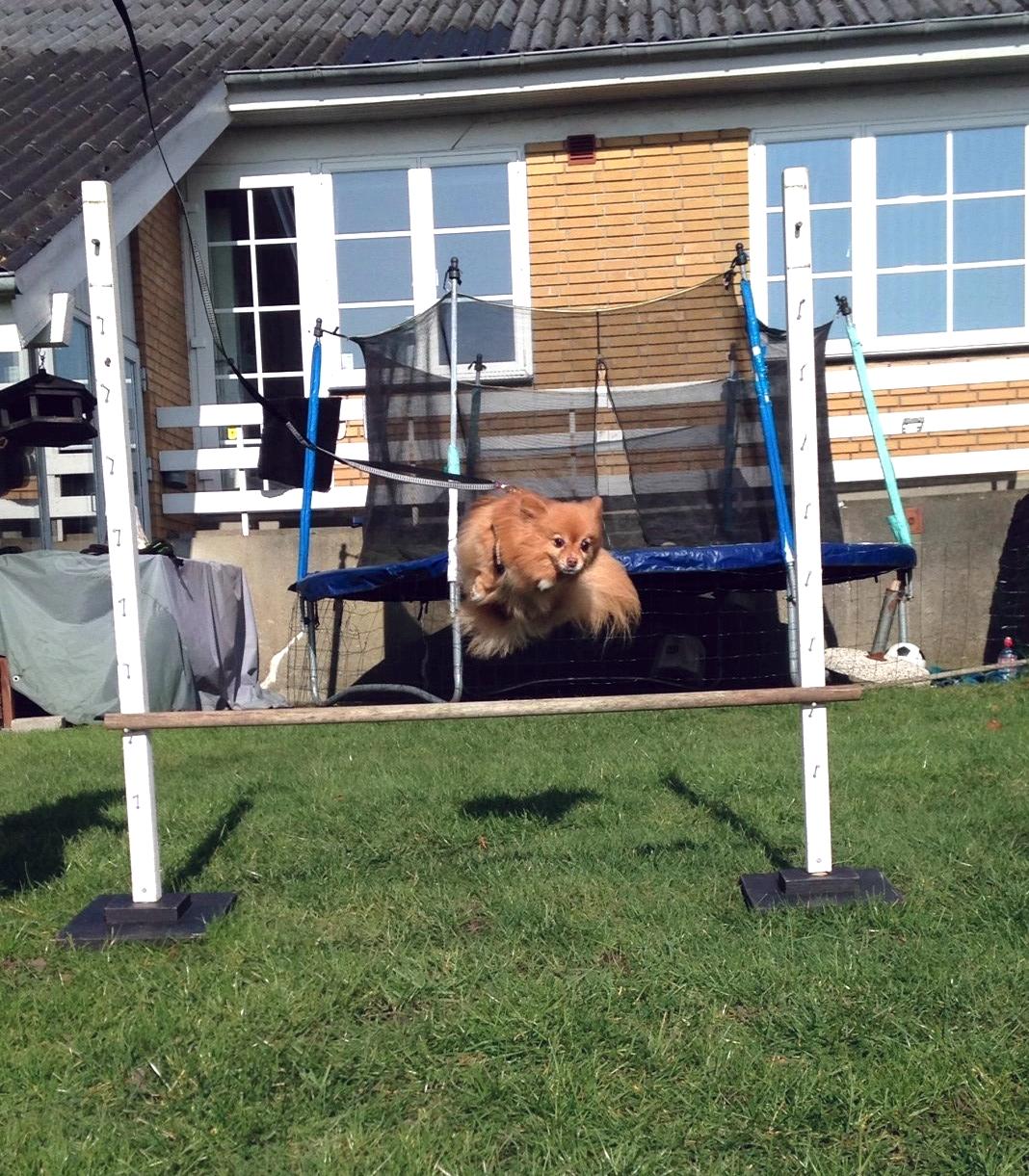 Pomeranian Bonnie billede 4