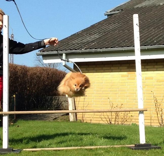 Pomeranian Bonnie billede 3