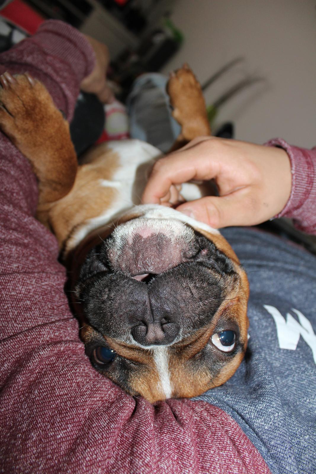 Fransk bulldog Arnold billede 26