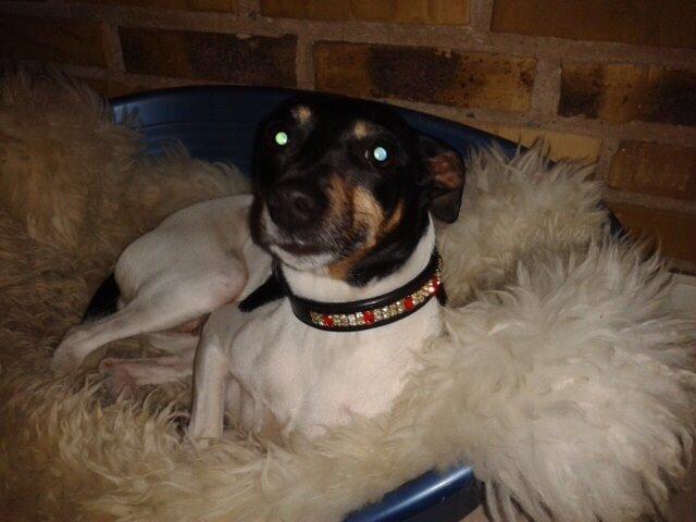 Blanding af racer Dansk/Svensk -Mynde Donna (Rafiki) billede 17