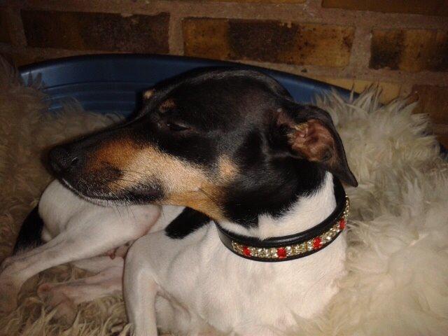 Blanding af racer Dansk/Svensk -Mynde Donna (Rafiki) - Bling halsbånd til en prinsesse fra WM galleri billede 18