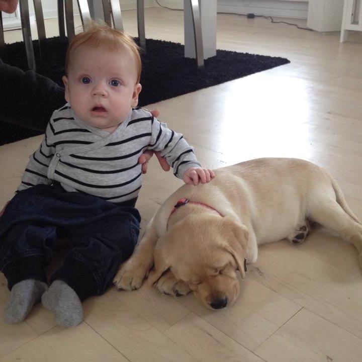 Labrador retriever Cocio - Halfdan's blue mama vodka billede 3