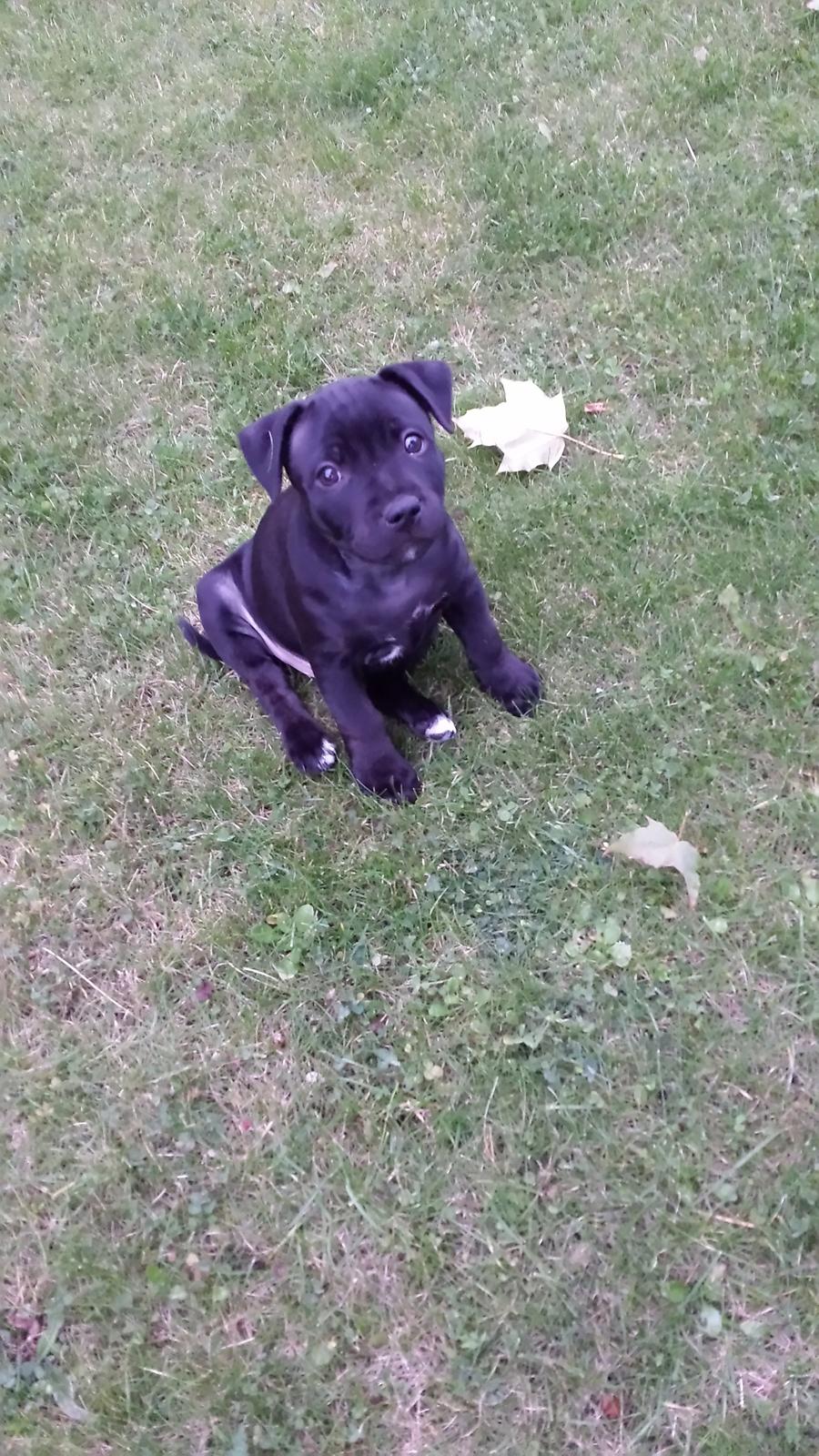 Staffordshire bull terrier Guinness billede 2